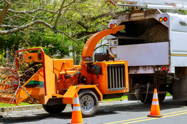 Best Large Tree Removal  in Tye, TX